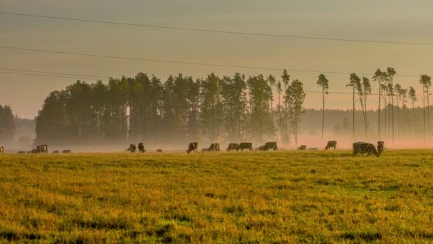 Στατική Άποψη Των Αγελάδων Που Βόσκουν Κατά Διάρκεια Του Ηλιοβασιλέματος — Αρχείο Βίντεο