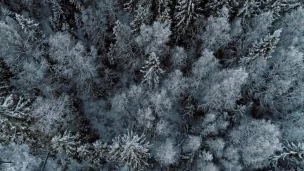 農村風景の寒い冬の風景の中に雪の空中ドローンの上のビューは 森林の床を覆った 曇りの日に白い雪に覆われた針葉樹林 — ストック動画