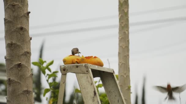 Birds Eating Ripe Papaya Fruit Top Ladder — Stock Video