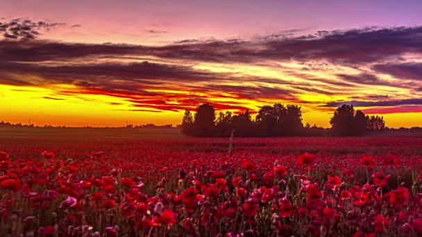 Widok Pięknego Pola Rolniczego Czerwonymi Makami Podczas Zachodu Słońca Timelapse — Wideo stockowe