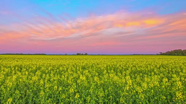 Naranja Rosa Nubes Ensueño Sobre Campo Colza Amarilla Lapso Tiempo — Vídeos de Stock