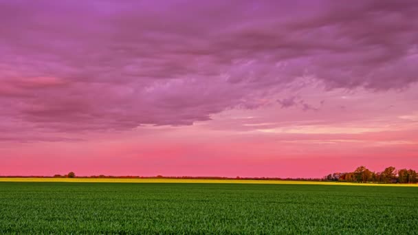 Scenic Shot Green Crops Growing Agricultural Farmland Colorful Sunset Sky — Stock Video