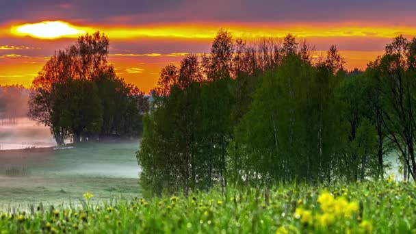 田舎の白樺の木とのタイムラプスで日没時に黄色の空と緑の草原を通過白い霧の静的なビュー — ストック動画
