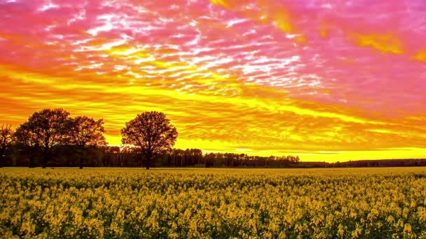 저녁에 노란색 이비치는 빛납니다 시골의 아름다운 — 비디오