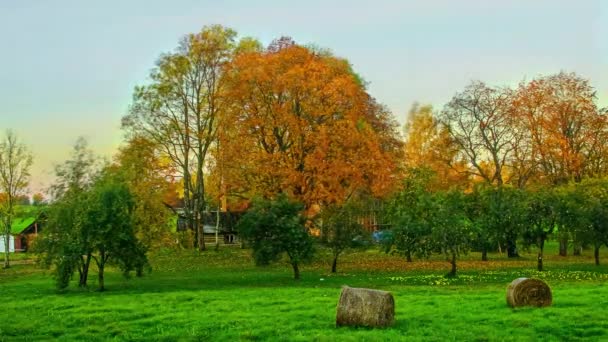 Statische Opname Van Zonnestralen Die Door Bomen Schijnen Groen Grasveld — Stockvideo