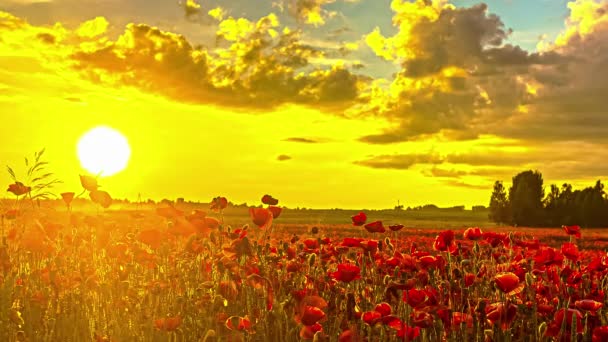 黄金の空に対する田舎の花畑の上の雲の風景 タイムラプス — ストック動画