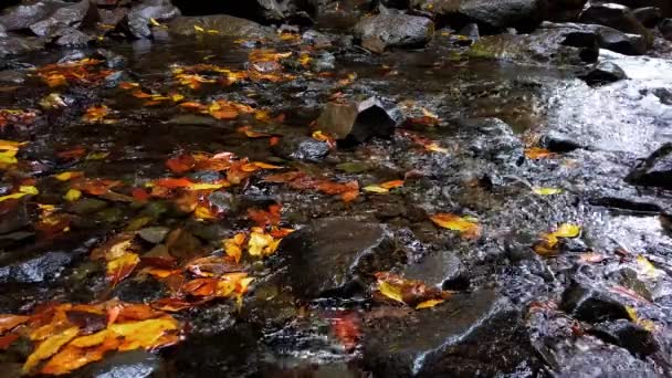 Strumień Świeżej Wody Płynący Nad Potokiem Jesienną Paszą Kamieniami Rzecznymi — Wideo stockowe