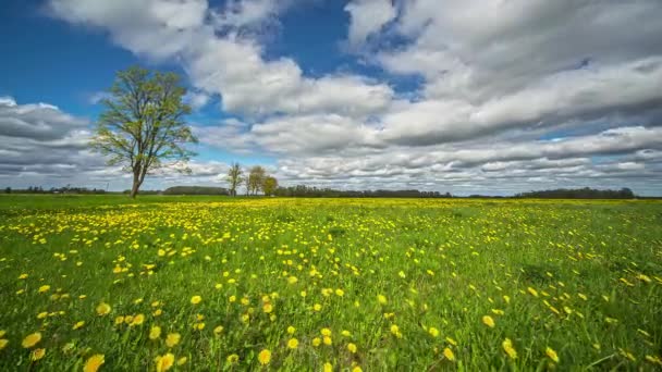 Prachtig Schot Gele Paardebloemen Met Witte Wolken Die Overdag Tijdnood — Stockvideo