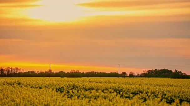 Static View Beautiful Yellow Rapeseed Crops Sun Going Clouds Evening — Stock Video