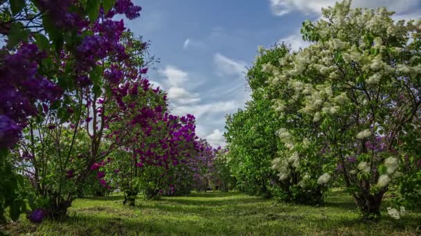 구름낀 날씨에 자줏빛 아름다운 라일락 나무가 줄지어 — 비디오