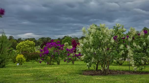 Härlig Trädgård Landskap Med Dvärg Lilac Och Äppelträd Molnig Himmel — Stockvideo