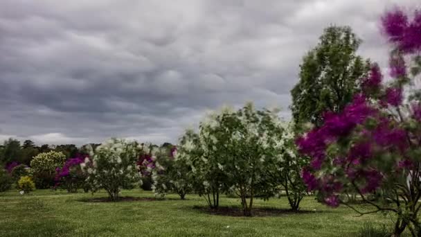 曇った日には白や紫の花を咲かせるドワーフ ライラックの木の風景 — ストック動画
