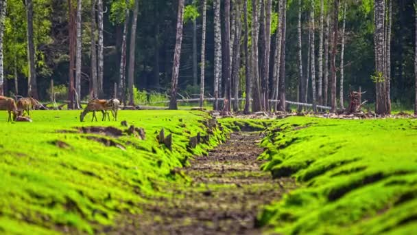 Cerf Virginie Broute Dans Champ Herbe Jour Printemps Ensoleillé Plan — Video