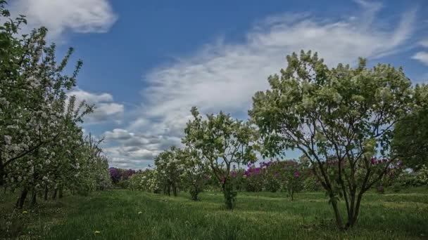 Lidé Procházky Kolem Květinové Farmy Rostoucí Trpaslík Lilac Stromy Krásný — Stock video