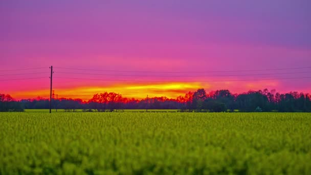 Tiro Estático Belas Colheitas Colza Amarela Pôr Sol Longo Horizonte — Vídeo de Stock