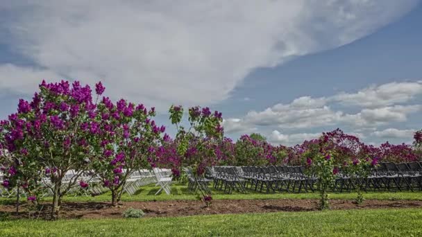 Vacker Bröllopsplats Naturen Lilac Blossom Soliga Dagen — Stockvideo