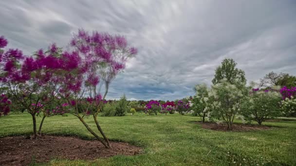 Krásné Odrůdy Lilac Stromů Fialovými Bílými Květy Rostoucí Venkovském Poli — Stock video