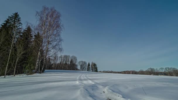 Tiro Estático Árvores Coníferas Campo Cobertas Neve Cercadas Por Árvores — Vídeo de Stock