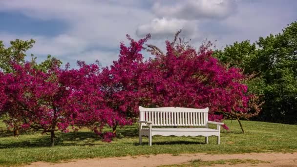 Monge Red Lilac Trees Bloom Empty Bench Park Spring Inglês — Vídeo de Stock