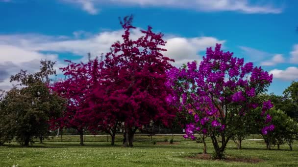 Pessoas Andando Por Florescendo Árvores Lilás Com Flores Avermelhadas Roxas — Vídeo de Stock
