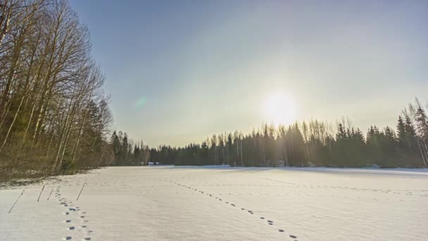 벤스는 소나무 숲으로 둘러싸인 눈덮인 위에서 일출시에 아름다운 태양의 할로를 — 비디오