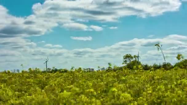 春秋时节 以盛开的菜籽田为主题的农业景观拍摄 可诺拉黄花的花 背侧可见风车 — 图库视频影像