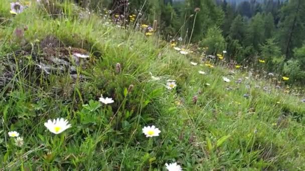 Blumenfeld Den Österreichischen Alpen Sommer — Stockvideo