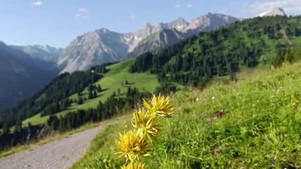 Oostenrijkse Alpen Met Gele Bloem Voorgrond — Stockvideo