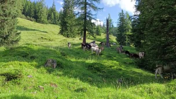Krowy Jedzące Trawę Przyrodzie Alpach Austriackich — Wideo stockowe