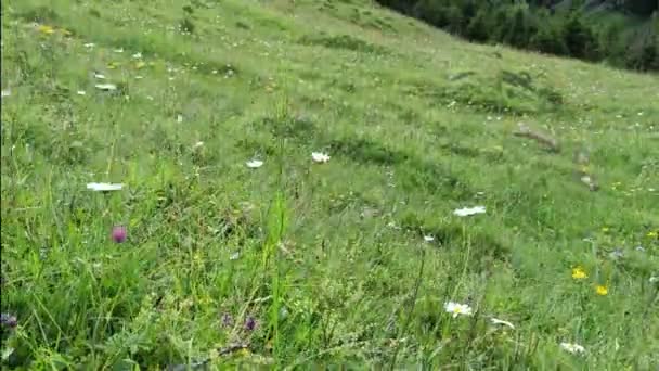 Blick Vom Blumenbedeckten Feld Auf Die Österreichischen Alpen — Stockvideo