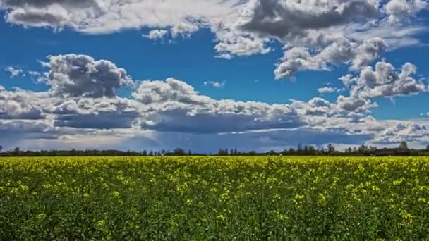 Cielo Brillante Nublado Sobre Campo Planta Floración Colza Amarilla Durante — Vídeos de Stock