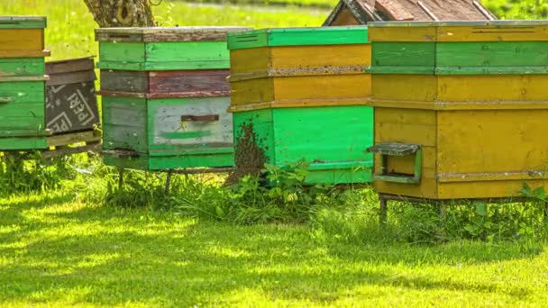 Honeybees Fill Air Apiary Rows Wooden Beehives Time Lapse — Stock Video