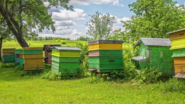 Tid Förflutit För Honungsbin Som Samlar Pollen Och Återvänder Till — Stockvideo