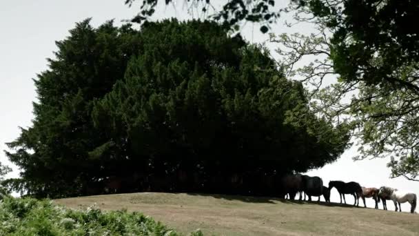 ニューフォレスト国立公園の馬は主要な観光スポットの1つであり 広大な森林地帯で自由に歩き回っているのが見られます — ストック動画