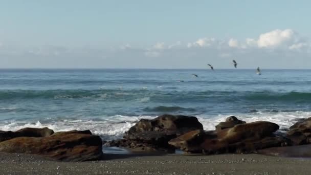 Gaivotas Voando Distância Sobre Oceano — Vídeo de Stock