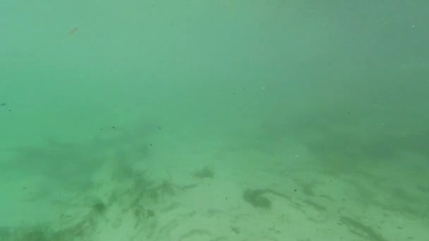 Unterwasser Süßwassersee Flusslandschaft Mit Gras Und Algenreflexen Und Sonnenstrahlen Schwimmerbeine — Stockvideo