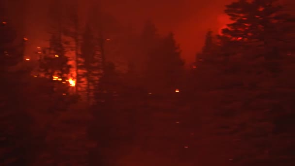 Vue Pov Debout Milieu Enfer Feu Forêt Feu Forêt Faisant — Video