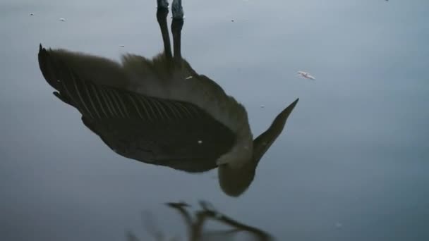 Reflectie Het Water Van Een Marabou Ooievaar Leptoptilos Crumeniferus Vismarkt — Stockvideo