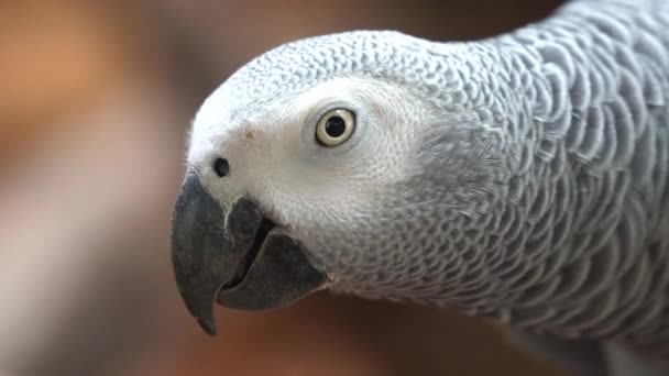 Detalhes Close Congo Selvagem Papagaio Cinzento Africano Psittacus Erithacus Olhando — Vídeo de Stock