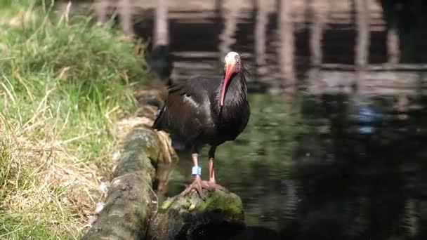 Severní Holohlavý Ibis Pták Stojící Kameni Zoo Rybníku Statický — Stock video