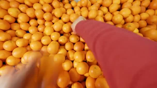 オレンジはシトラス パッキング ハウスで分類され梱包されている オレンジを選ぶ Pov — ストック動画