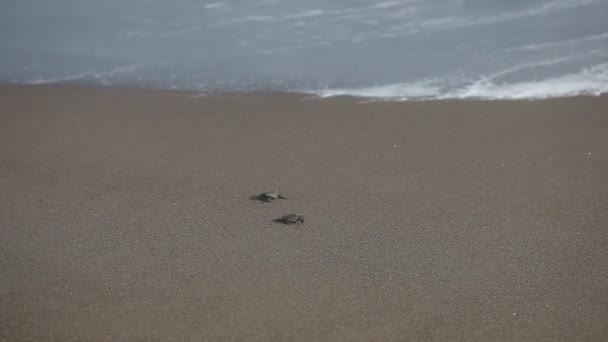 Tartaruga Marinha Bebé Recém Nascido Rastejar Ninho Liberação Praia Por — Vídeo de Stock