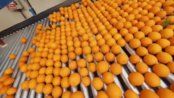 Laranjas Rolando Máquina Classificação Triagem Fábrica Embalagens Industriais — Vídeo de Stock