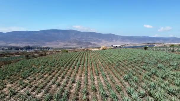 Spectacular Aerial View Green Agave Fields Farm Tequila Mexico — Stok Video