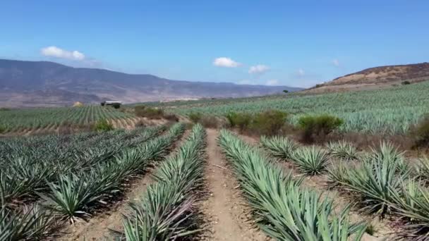 墨西哥瓦哈卡州Maguey 背景刺痛的植物之间的慢镜头特写 — 图库视频影像