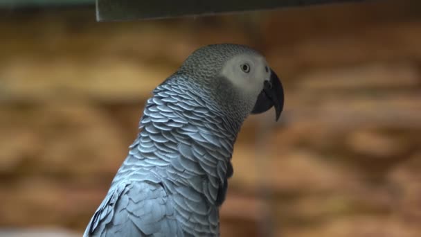 Afrika Gri Papağanı Psittacus Erithacus Yakın Plan Görüntüsü Ürünlerinde Yiyecek — Stok video