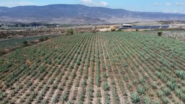 Otroligt Luftperspektiv Över Agave Fields Distinctive Landscape Oaxaca Mexiko — Stockvideo