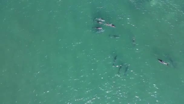 移動する海のうねりで泳ぐイルカの大きなポッドの空中ビュー 下を見下ろす高いドローンビュー — ストック動画