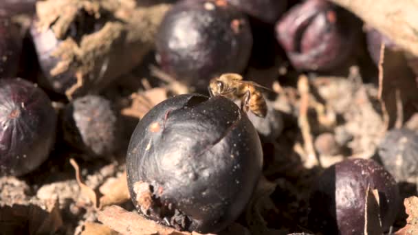 Bees Flies Attracted Sweet Fruits Jaboticaba Brazilian Tree Grape Lying — Stock Video