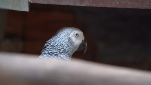 Utangaç Kongo Gri Papağanı Psittacus Erithacus Kuş Barınağında Saklanıyor Göz — Stok video